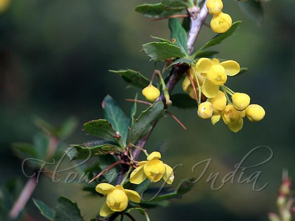 Juniper Tree Meaning In Malayalam Best Photo Tree